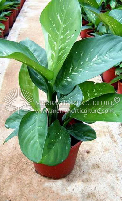 Dieffenbachia Amonea